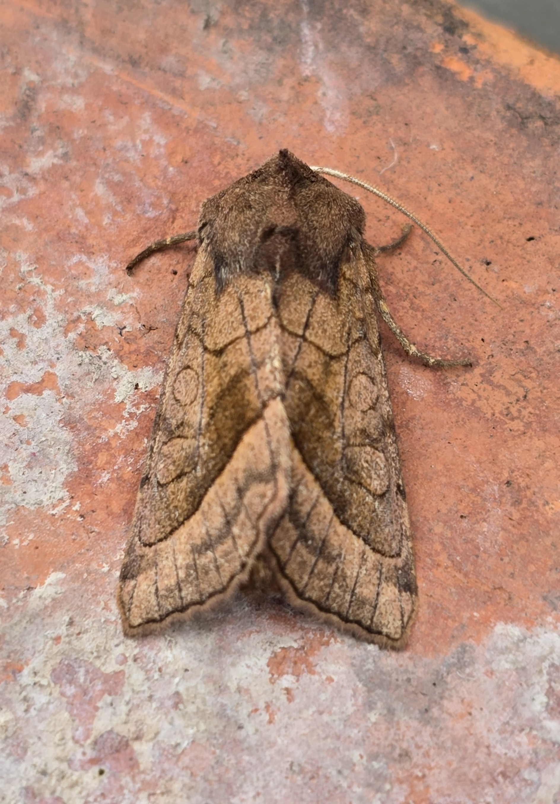Photo of Rosy Rustic (Hydraecia micacea)
